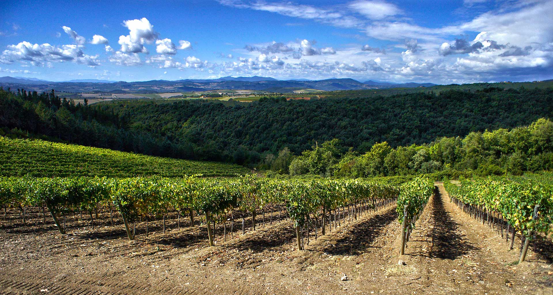 Azienda SanCarlo Montalcino Estate