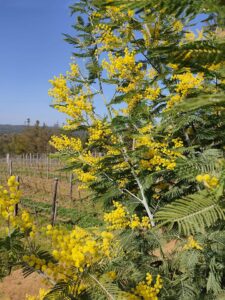 SanCarlo Montalcino - Festa delle Donna - 8 Marzo 2021