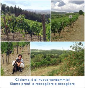 Ci siamo, è di nuovo vendemmia!