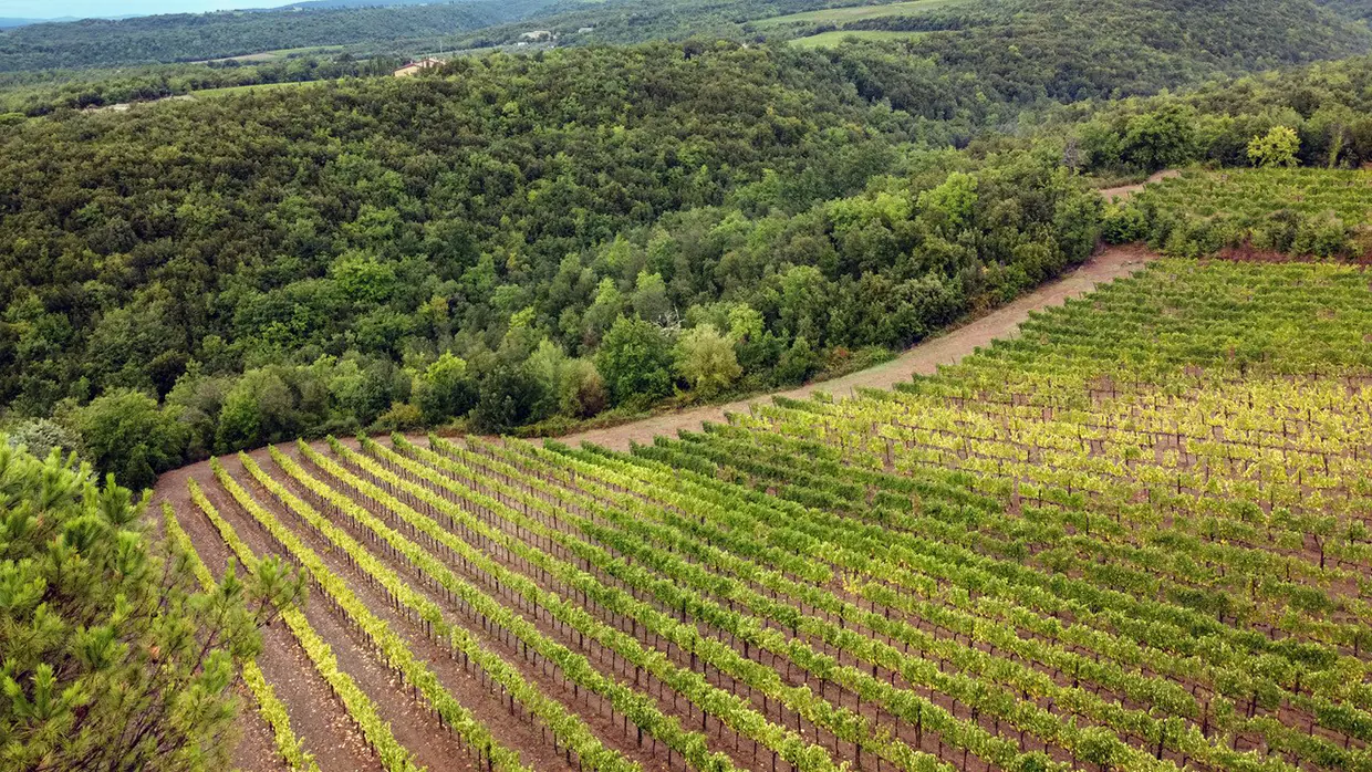 Vigneti SanCarlo Montalcino - Drone