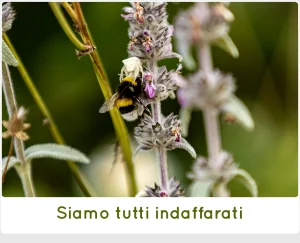 Estate 2022 a SanCarlo Montalcino, Siamo tutti indaffarati