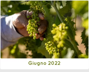 Estate 2022 a SanCarlo Montalcino, allegagione