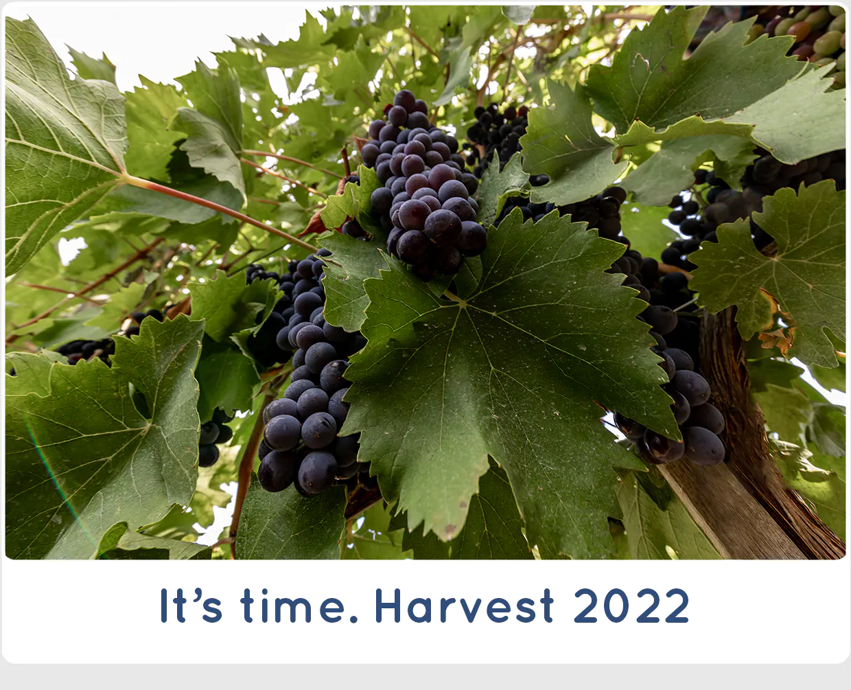 Harvest 2022 at SanCarlo Montalcino