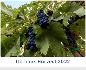 Harvest 2022 at SanCarlo Montalcino