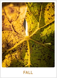 Fall in SanCarlo Montalcino