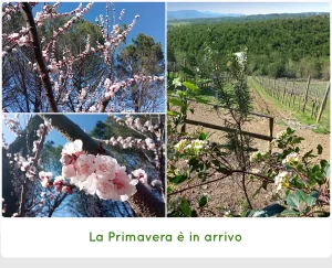SanCarlo Montalcino - La primavera è in arrivo