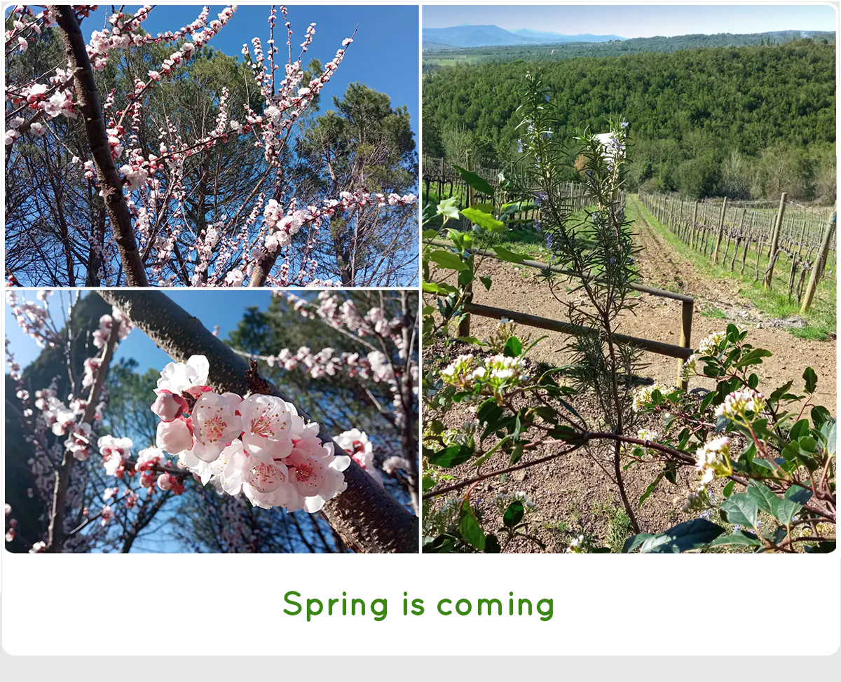 SanCarlo Montalcino - Spring is coming