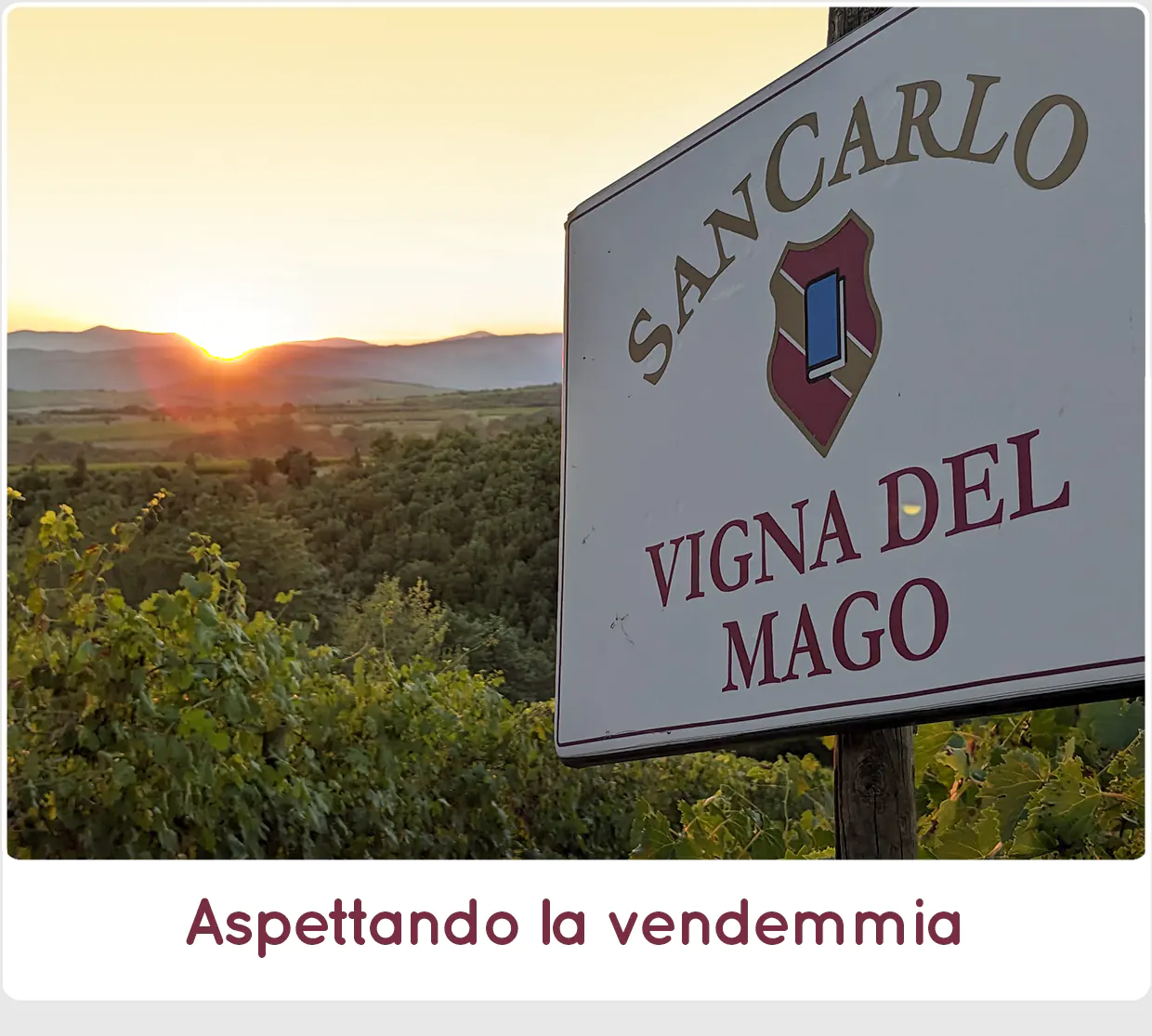 Aspettando la vendemmia 2023