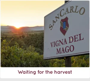 Waiting harvest 2023