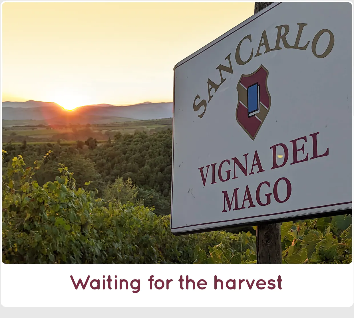 Waiting harvest 2023