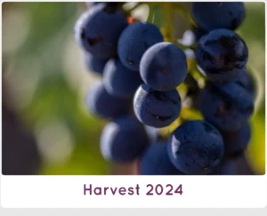 Harvest 2024 at SanCarlo Montalcino