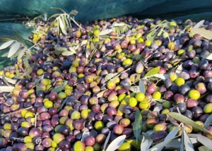 Olio Extra Vergine di Oliva SanCarlo Montalcino - Spremitura a freddo