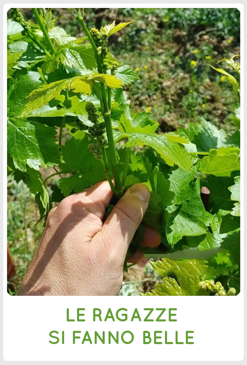 SanCarlo Montalcino - Germogli di vite, le ragazze si fanno belle