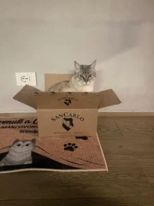 Marco dalla Toscana, Maggio 2025:"Brunello SanCarlo cat fan"