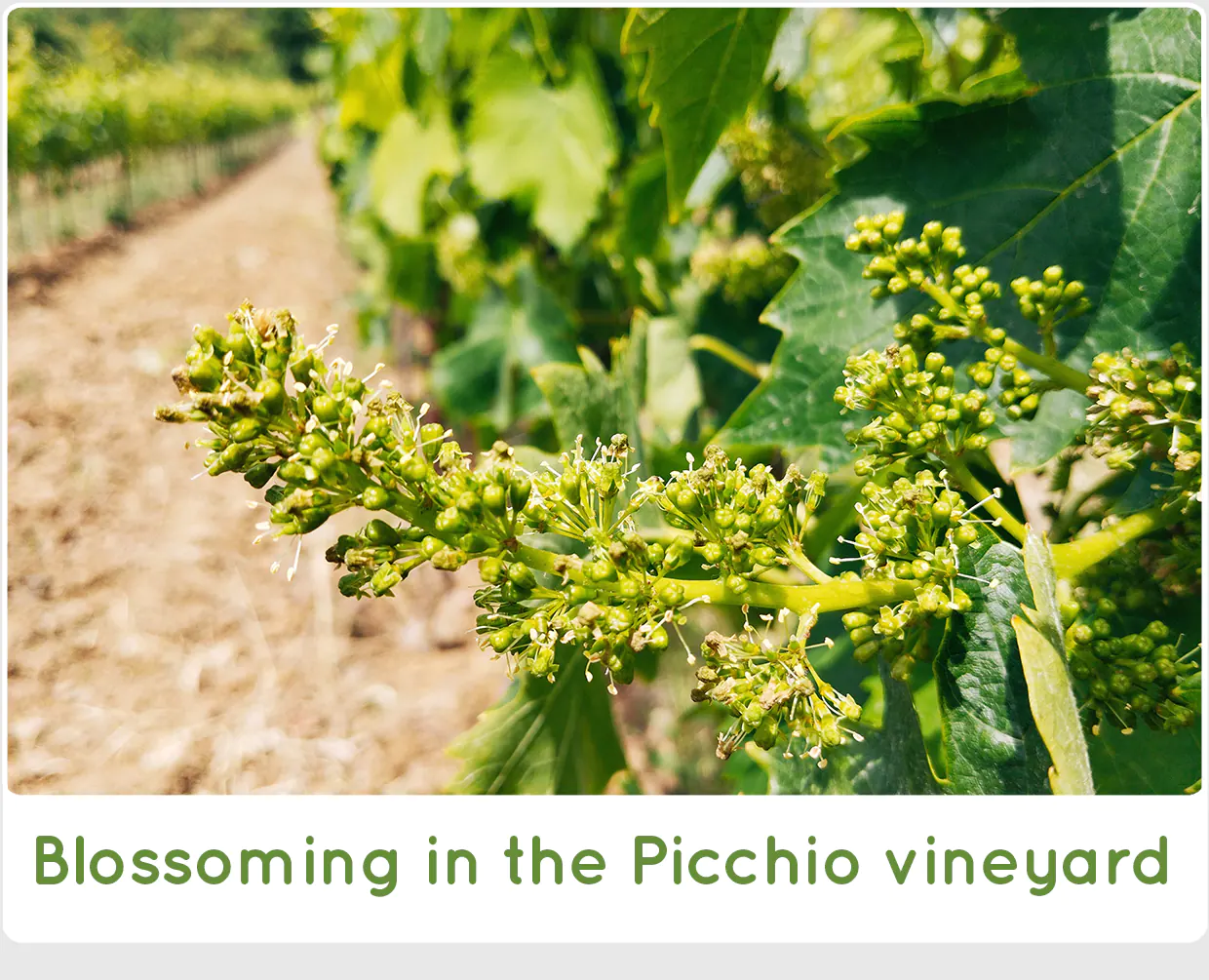 SanCarlo Montalcino - Blossoming / Flowering in the Picchio vineyard