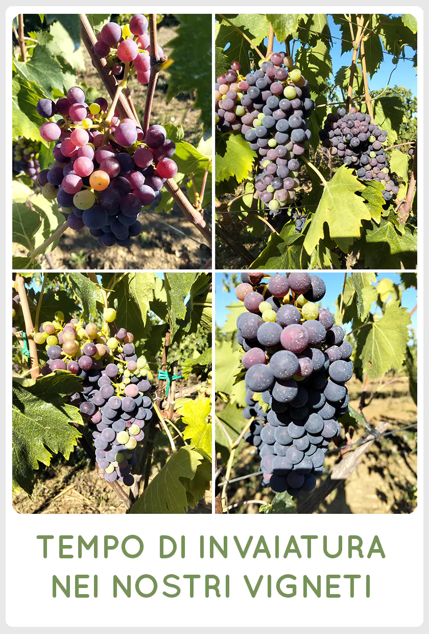 Tempo di invaiatura nei nostri vigneti - Sancarlo Montalcino