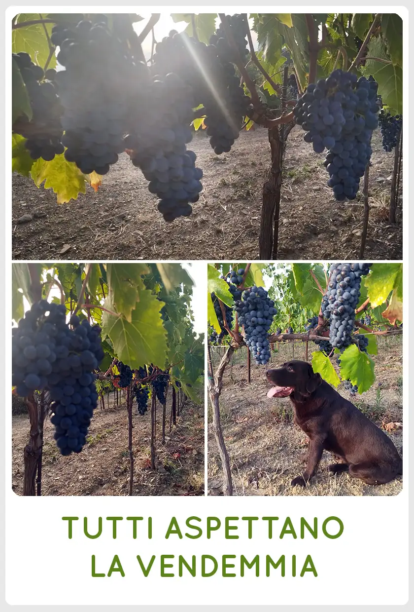 SanCarlo Montalcino tutti aspettano la vendemmi