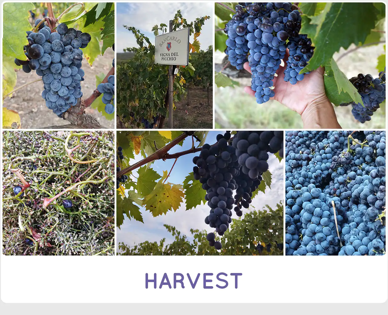 Harvest 2026 at SanCarlo Montalcino