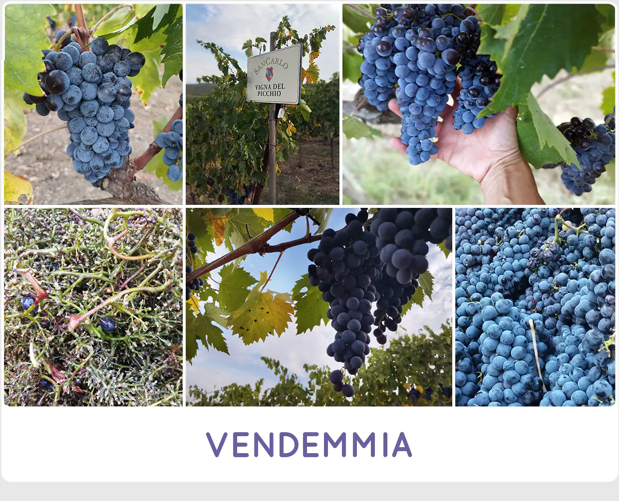 Vendemmia 2026 a SanCarlo Montalcino